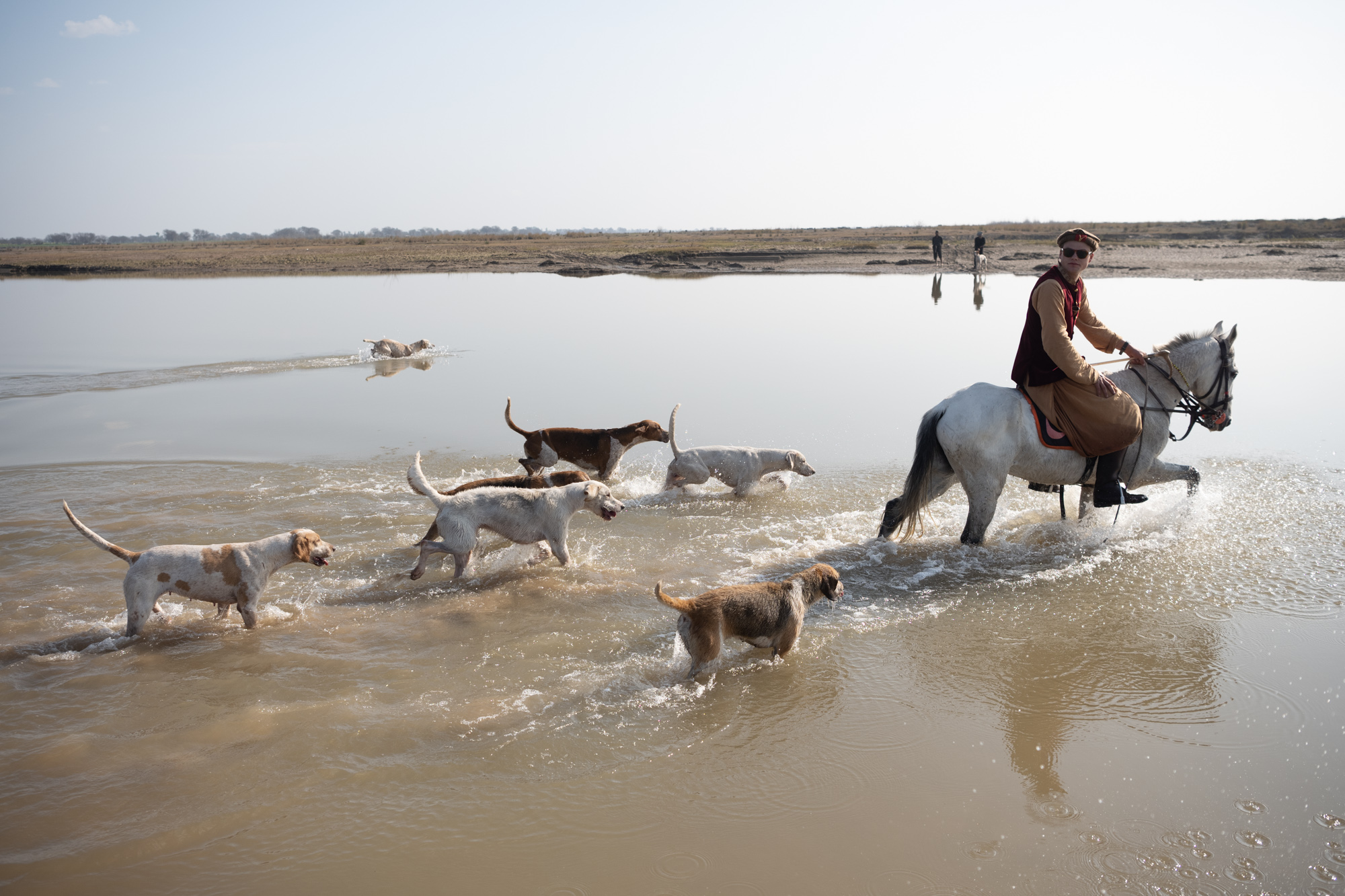 A person on horseback leads a pack of hounds through shallow water.
